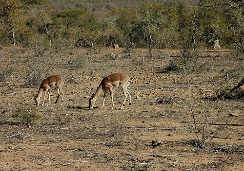 Mokolodi Nature Reserve